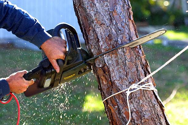Buena Vista, CO Tree Care Company